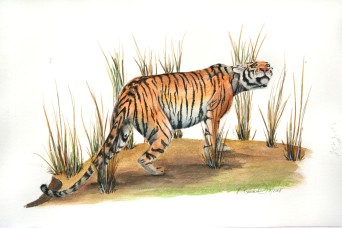 The Year of the Tiger (Bengal tiger), 2008, Watercolor on paper, 9"x15". Copyright Rebe Banasiak, The Brush Hilt and Banasiak Art Gallery.