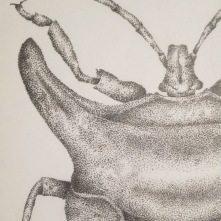 Closeup: Bug, 2000, Ink on vellum, 11"x17". Copyright Rebe Banasiak, The Brush Hilt and Banasiak Art Gallery.