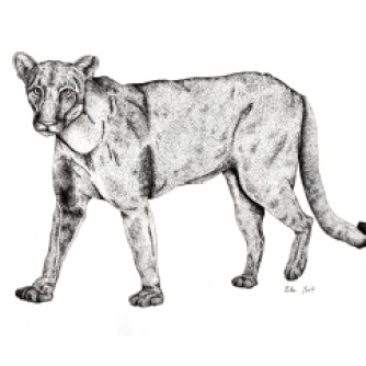 Florida Panther (Cougar), 2019, Ink on vellum, 11"x17". Copyright Rebe Banasiak, The Brush Hilt and Banasiak Art Gallery.